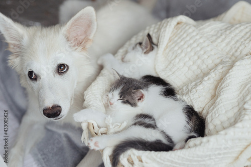 Adorable white puppy looking at cute little kittens sleeping on soft blanket in basket. Adoption