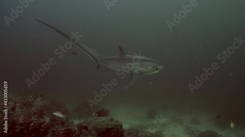 Wallpaper Mural Pelagic Thresher Fox Shark with a big tail, Alopias pelagicus, underwater swim in blue ocean looking for food fish hunting. Divers watching sharks. Scuba Diving in Philippines sea water. Torontodigital.ca