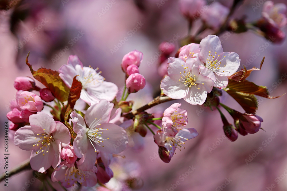 Pink sakura flowers on a branch close up. Cherry blossom in spring garden on blue sky background Pink sakura flowers on a branch close up. Cherry blossom in spring garden on blue sky background
