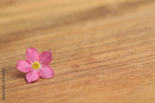 Beautiful pink Forget-me-not flower on wooden table. Space for text