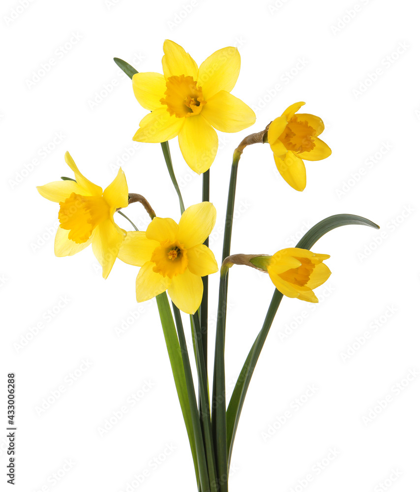 Beautiful blooming yellow daffodils on white background Beautiful blooming yellow daffodils on white background