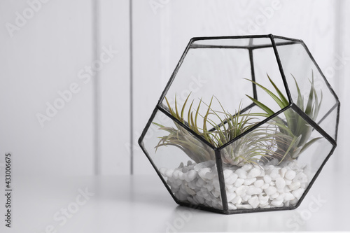 Tillandsia plants in florarium on white table  space for text. House decor