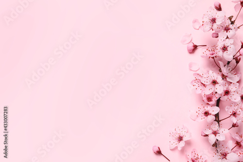 Blossoming spring tree branch as border on pink background, flat lay. Space for text