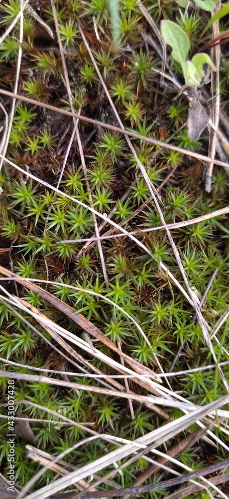 Forest moss in the grass