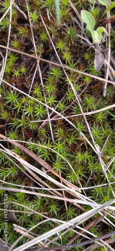 Forest moss in the grass © Julia