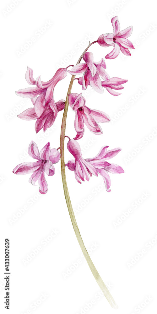 Fototapeta premium Watercolor illustration of pink hyacinth. A delicate pink spring flower.