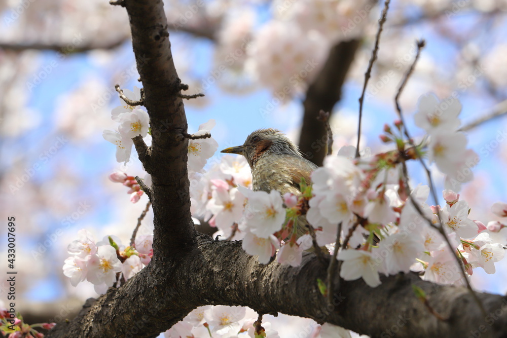 春の公園に咲くソメイヨシノのサクラの枝に止まるヒヨドリ 春の公園に咲くソメイヨシノのサクラの枝に止まるヒヨドリ