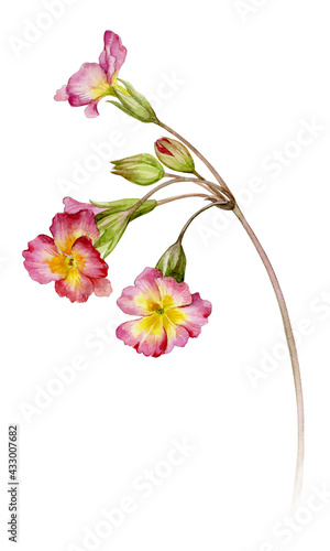 Fototapeta Naklejka Na Ścianę i Meble -  Watercolour illustration of a thin graceful primrose twig. Spring flower painted in watercolor.