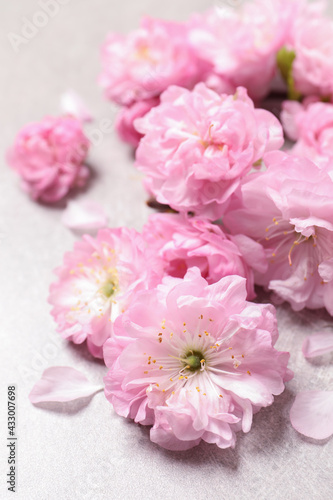 Fototapeta Naklejka Na Ścianę i Meble -  Beautiful sakura tree blossoms on light grey background, closeup