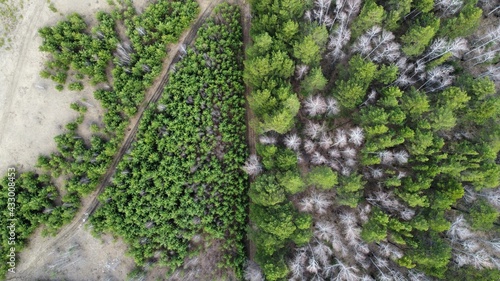 Tree on drone