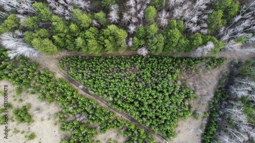 Beautiful tree from drone