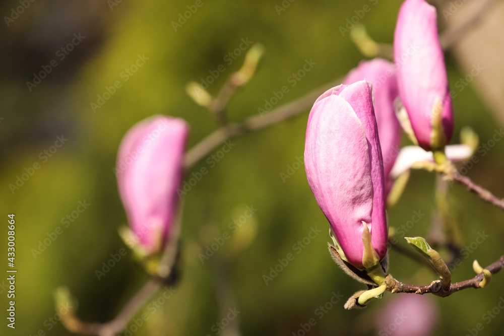 Beautiful magnolia tree with pink blossom outdoors, closeup. Spring season Beautiful magnolia tree with pink blossom outdoors, closeup. Spring season