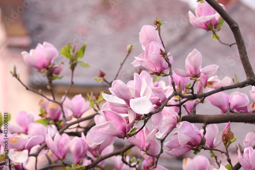 Beautiful magnolia tree with pink blossom on city street. Spring season