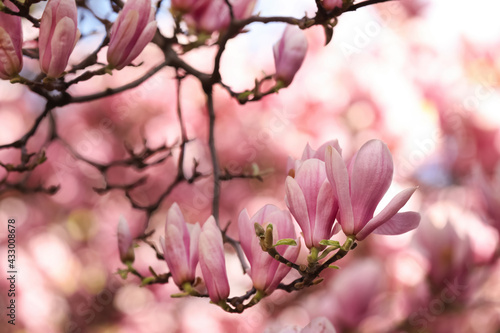 Beautiful magnolia tree with pink blossom outdoors  closeup. Spring season