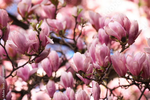 Beautiful magnolia tree with pink blossom outdoors, closeup. Spring season © New Africa