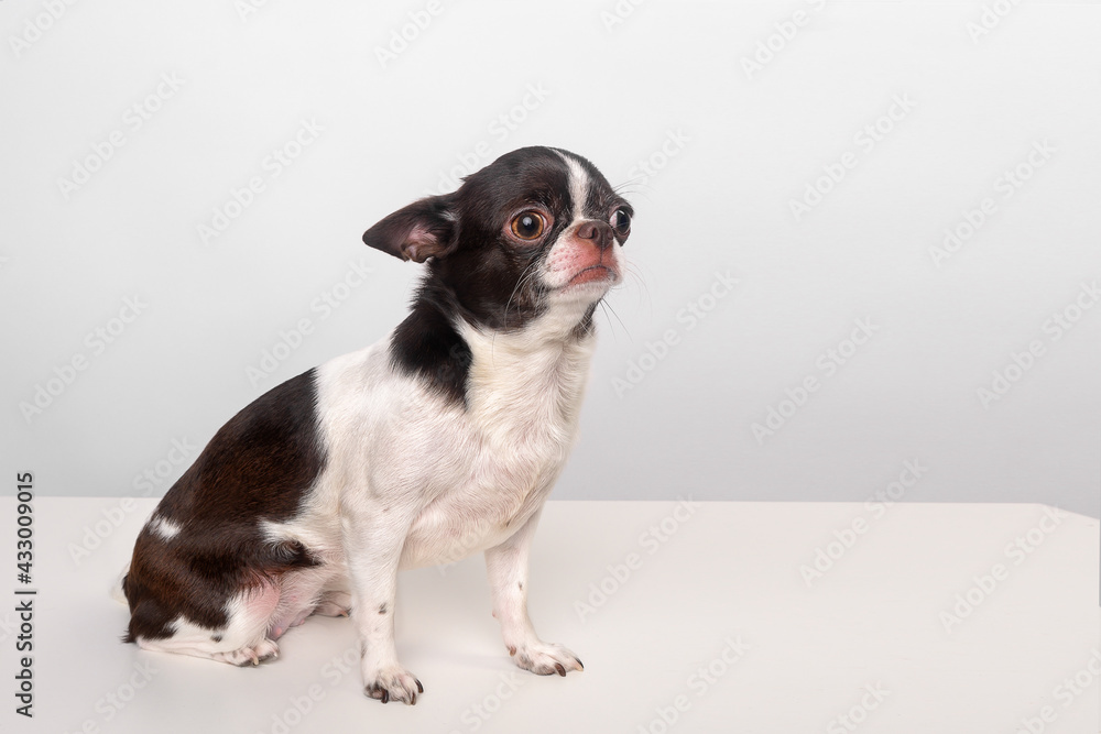 Chia hua hua on a white background, small dog, dog on the table, dog at the vet