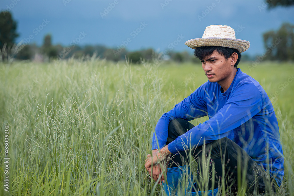 Farmers grow rice in the rainy season. Agriculture farmer of Asia rice field work