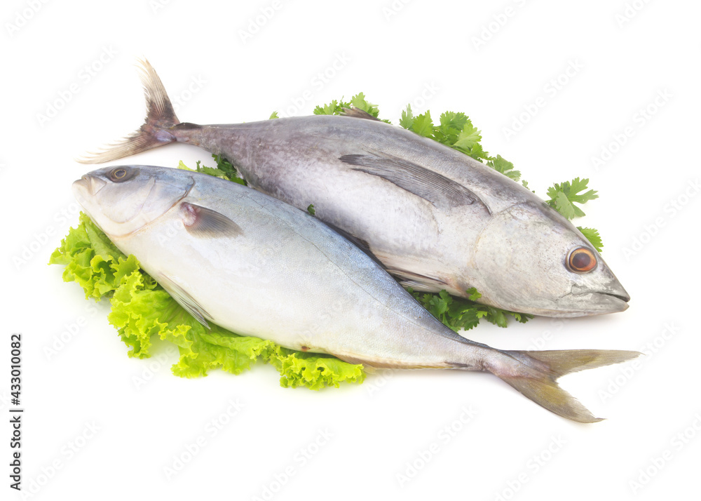 Fresh yellowtail amberjack fish and raw tuna on salad and parsley leaves isolated on white background. Image for seafood retail in supermarket. Fresh yellowtail amberjack fish and raw tuna on salad and parsley leaves isolated on white background. Image for seafood retail in supermarket.