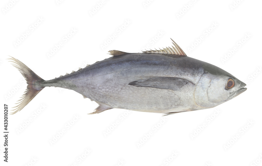 Fototapeta premium Fresh raw tuna fish isolated on white background