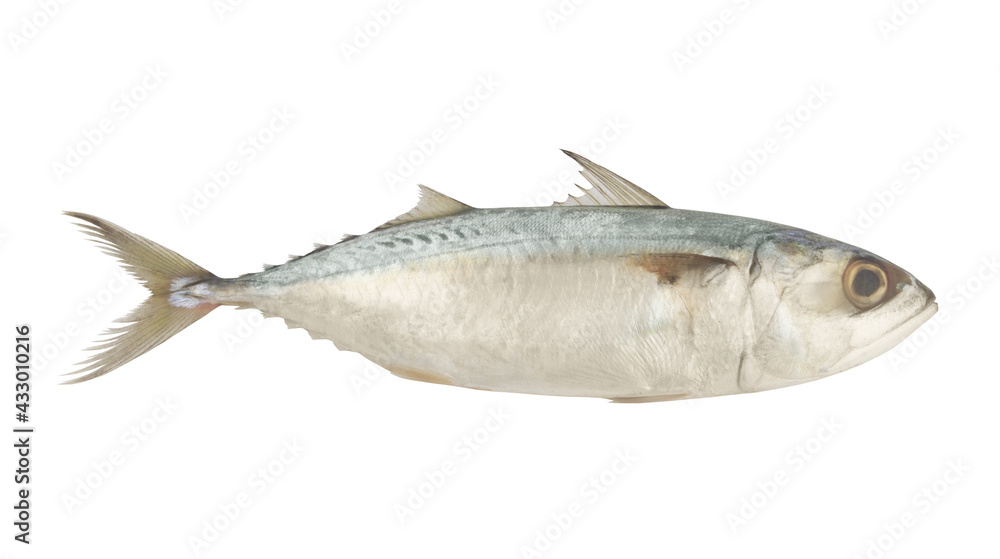 Short mackerel fish isolated on white background Short mackerel fish isolated on white background