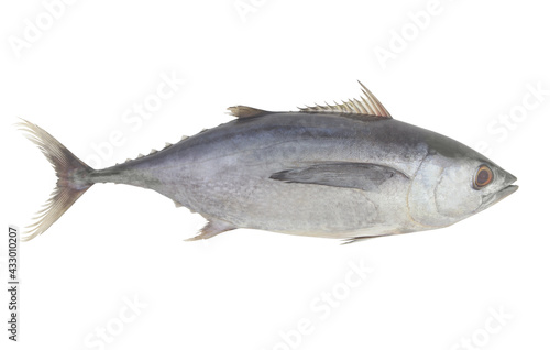 Fresh raw tuna fish isolated on white background