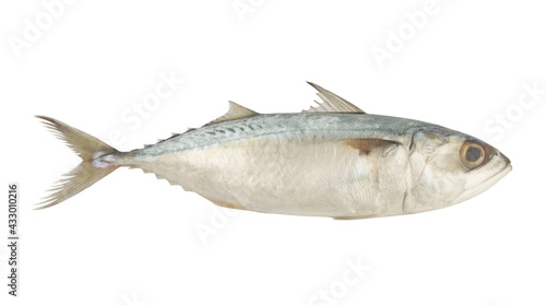 Short mackerel fish isolated on white background