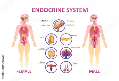 human endocrine system organs poster photo