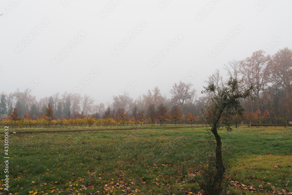 Naklejka premium Espléndidas vistas de un olivo en pleno otoño con los colores cálidos de las últimas hojas de otoño cayéndose en el fondo