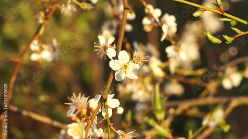 cherry plum blossom. Nature Background in 4k.