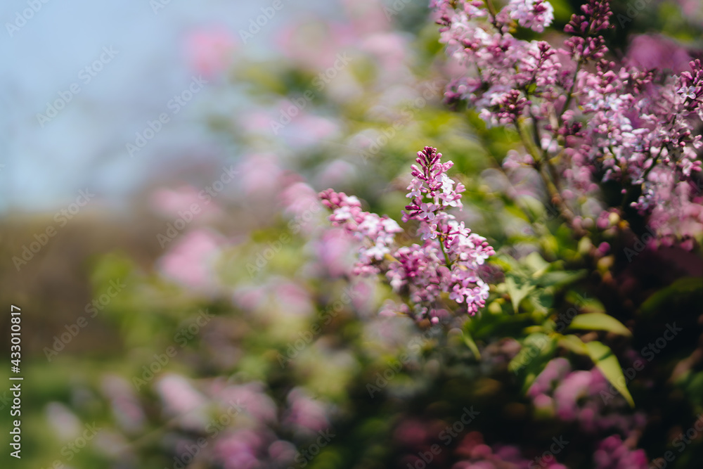 Obraz premium Purple lilac flowers in the garden