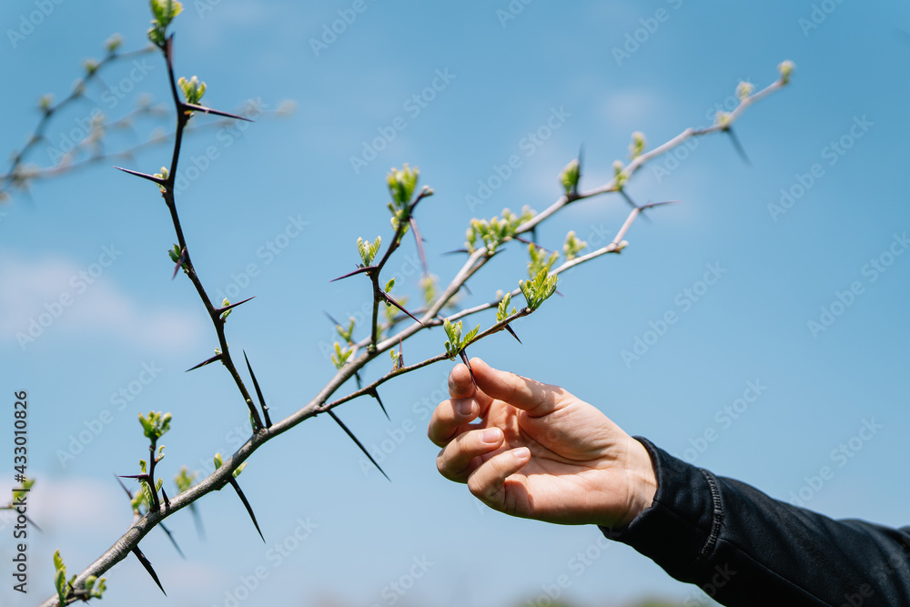 hand holding a branch of a spiked tree