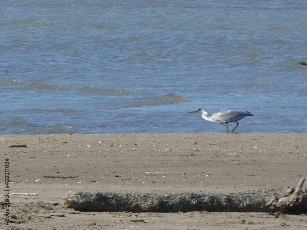 Fototapeta premium Airone cinerino