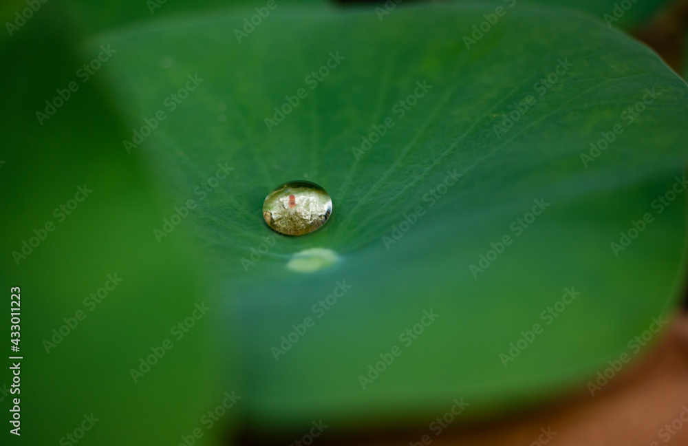 Beautiful water drop on texture leaves of waterlily or lotus flower in day light. with green leaf in pond.. Beautiful water drop on texture leaves of waterlily or lotus flower in day light. with green leaf in pond..