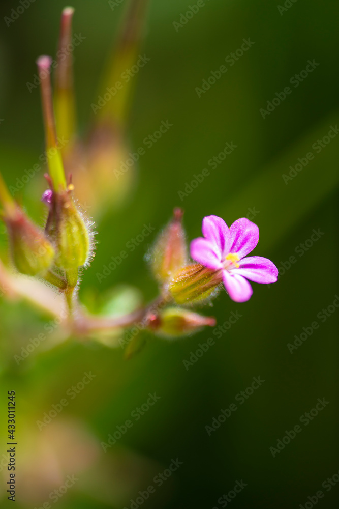 Geranium Robertianum, Storchenschnabel, Blume Geranium Robertianum, Storchenschnabel, Blume