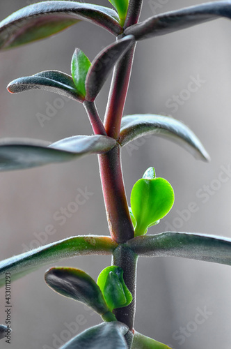 New shoots have grown in the spring on the houseplant Tolstyanka. Crassula in Latin. A fragment of the plant is photographed in close-up. Vertical photo photo