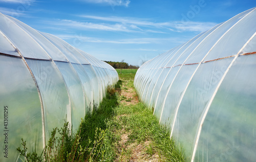 Polytunnels, also known as a polyhouse, hoop greenhouse hoophouse or grow tunnel, on a sunny day. photo