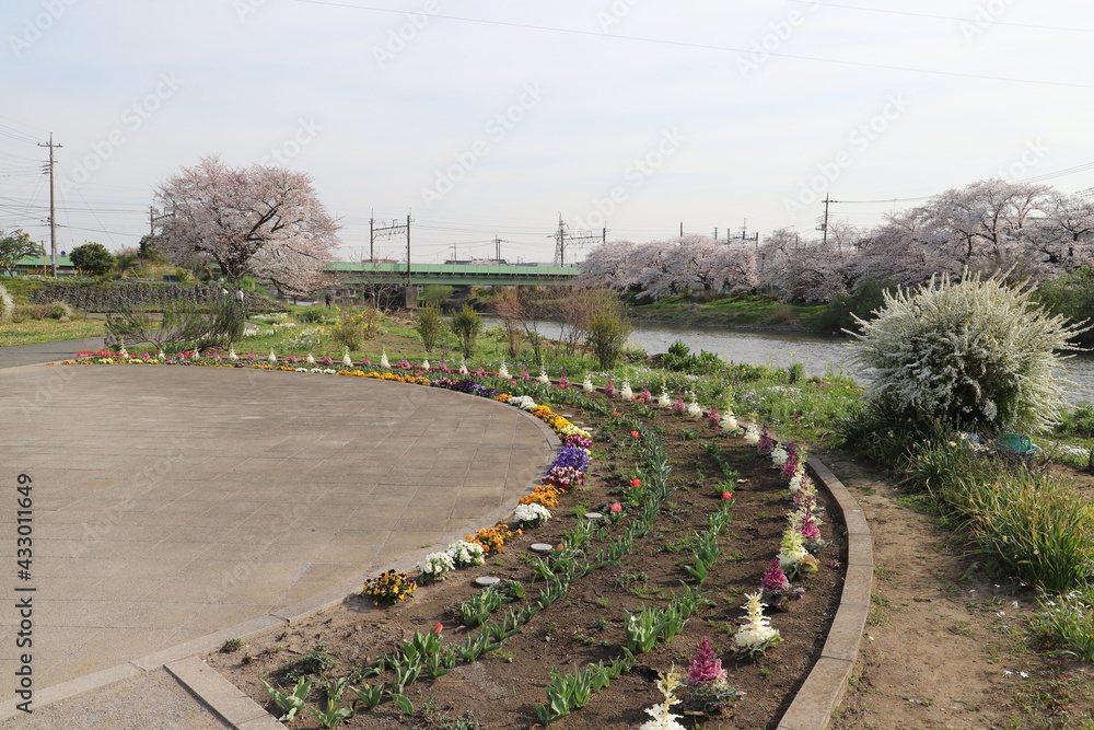 春の日本の埼玉県を流れる元荒川の河川敷に咲くソメイヨシノのサクラの花や花壇に咲く花々の風景