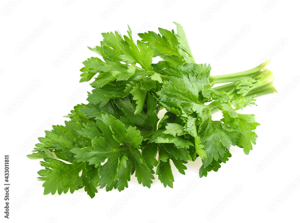 Celery leaf isolated on white background Celery leaf isolated on white background