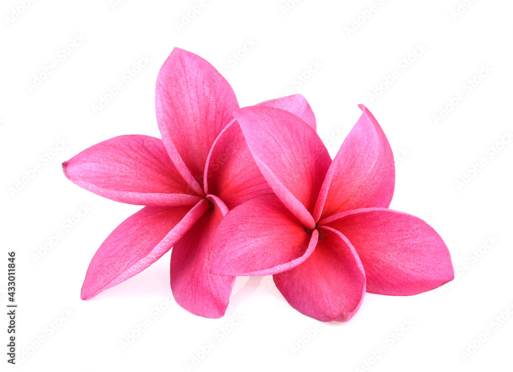 Pink Frangipani flowers isolated on white background