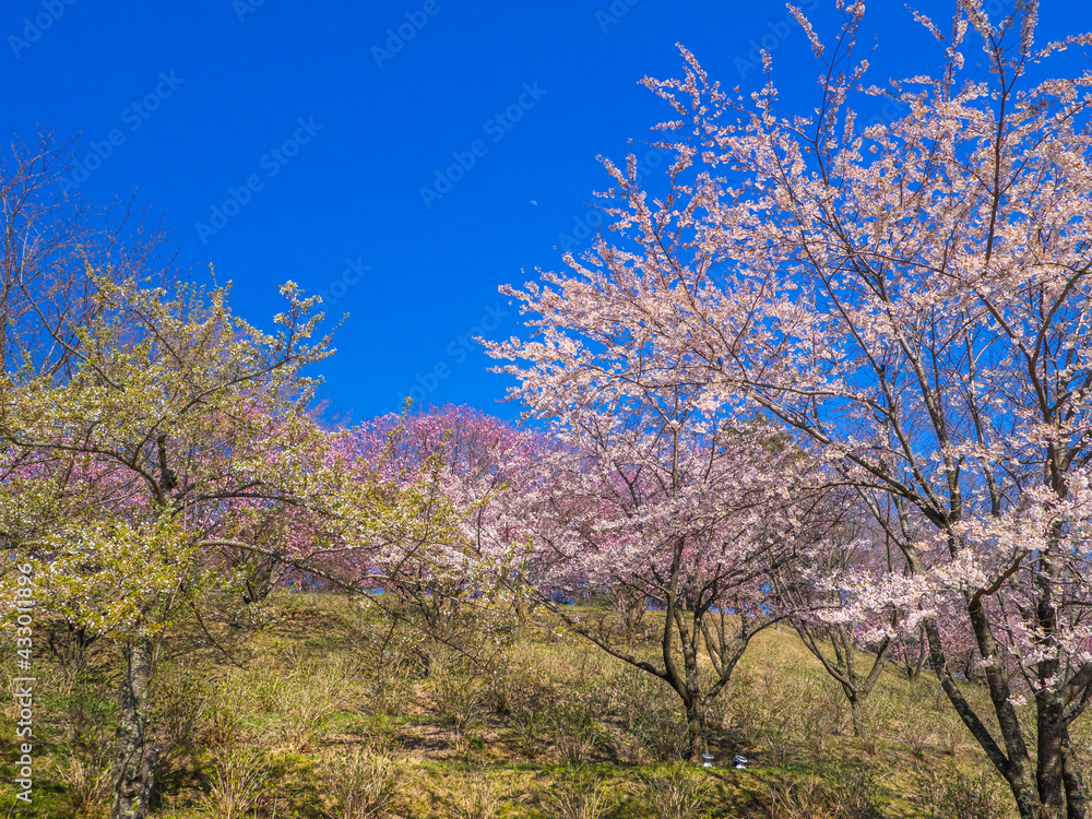 Park with cherry blossom trees in full bloom (Kamegajo park, Inawashiro, Fukushima)