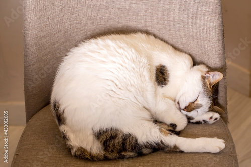 Sleeping cute house cat; pe...