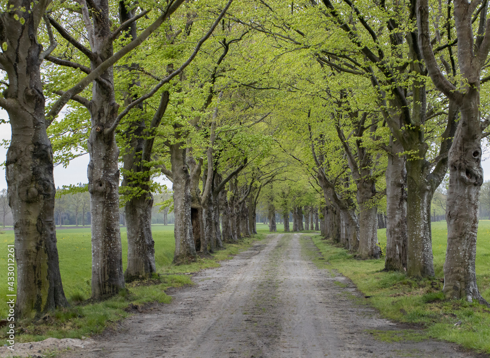 Lane with beech trees in spring. Fresh green leaves. Maatschappij van Weldadigheid Frederiksoord Lane with beech trees in spring. Fresh green leaves. Maatschappij van Weldadigheid Frederiksoord