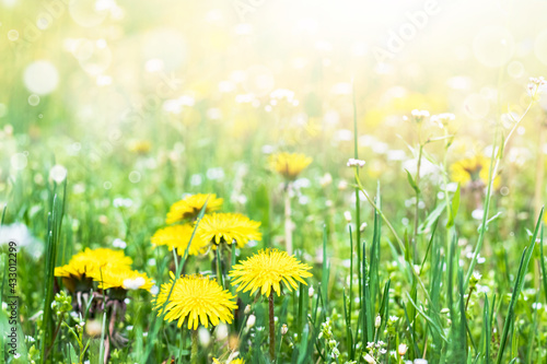 Flowers of yellow dandelions in nature in warm summer or spring on a meadow in sunlight. Blooming dandelions close up.