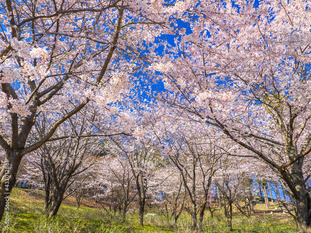 Park with cherry blossom trees in full bloom (Kamegajo park, Inawashiro, Fukushima)