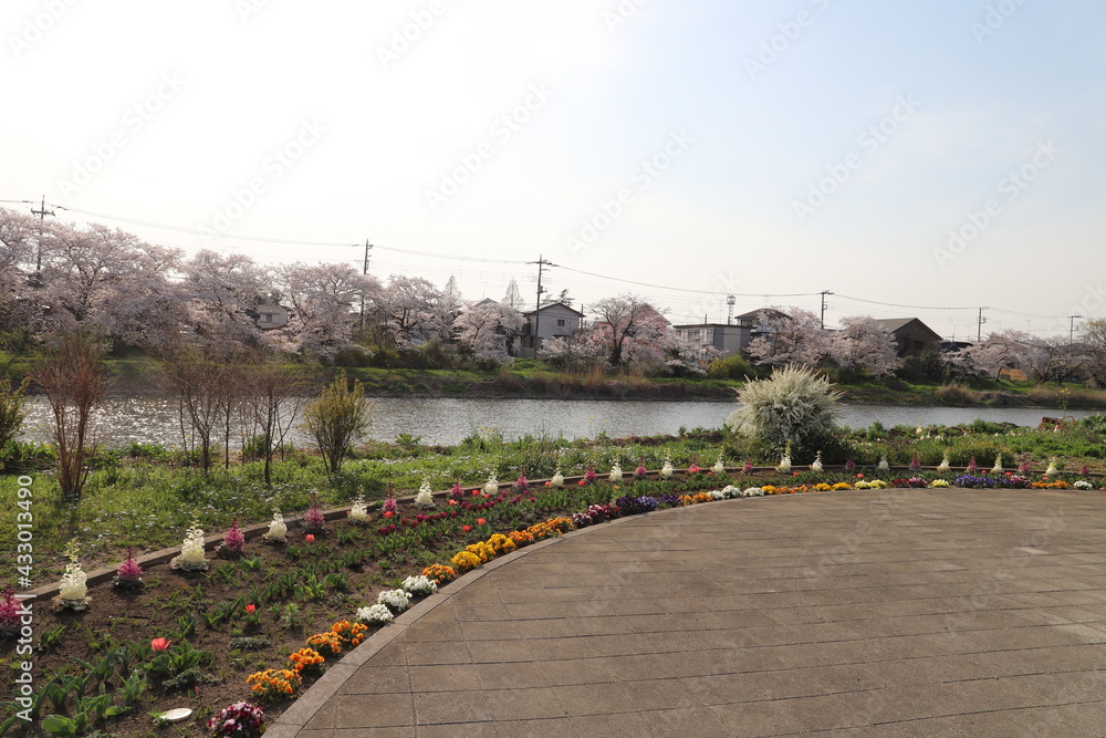 春の日本の埼玉県を流れる元荒川の河川敷に咲くソメイヨシノのサクラの花と花壇に咲く花々