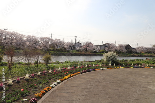 春の日本の埼玉県を流れる元荒川の河川敷に咲くソメイヨシノのサクラの花と花壇に咲く花々