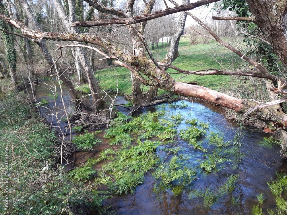 Curso de un río gallego en los primeros días de primavera Curso de un río gallego en los primeros días de primavera