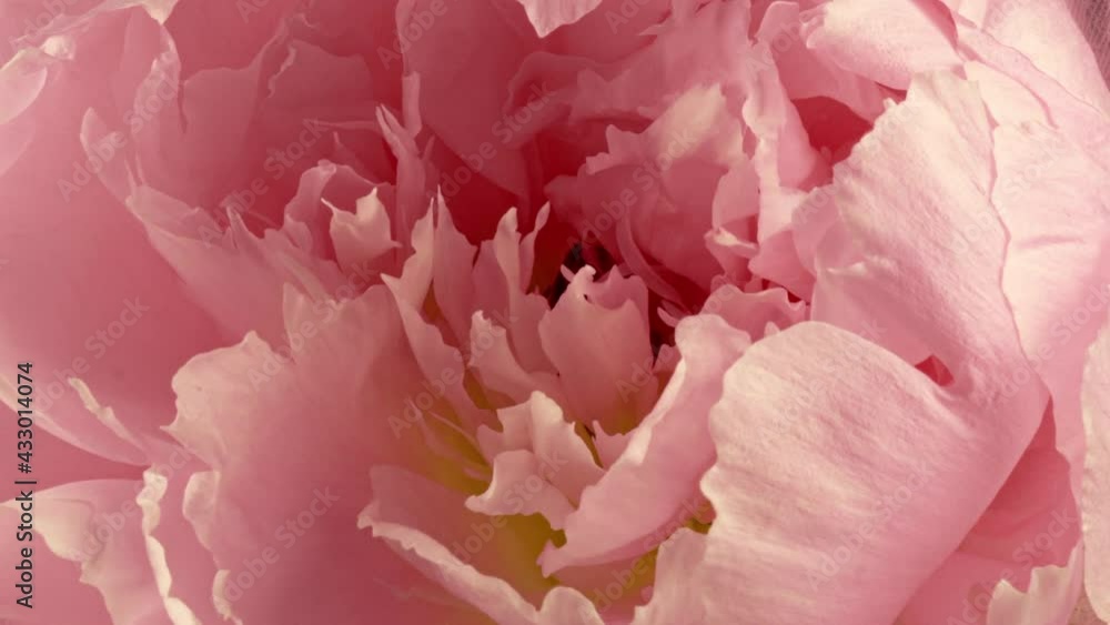 Beautiful pink Peony background. Blooming peony flower open, time lapse, close-up. Wedding backdrop, Valentine's Day concept. FullHD video timelapse Beautiful pink Peony background. Blooming peony flower open, time lapse, close-up. Wedding backdrop, Valentine's Day concept. FullHD video timelapse
