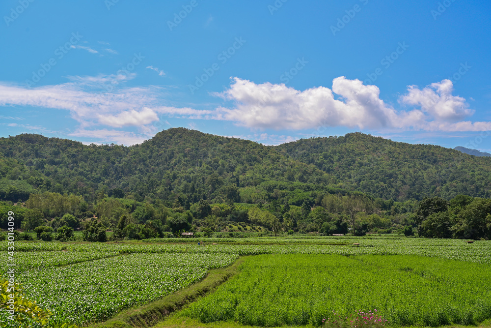 Beautiful greenfiled on blue sky and mountain background, natural and landscape concept.