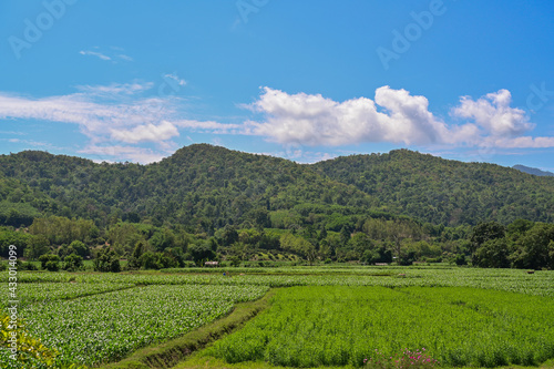 Beautiful greenfiled on blue sky and mountain background, natural and landscape concept.